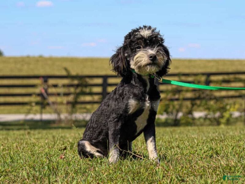 Mini Bernedoodle dogs Baxter - Ad 15