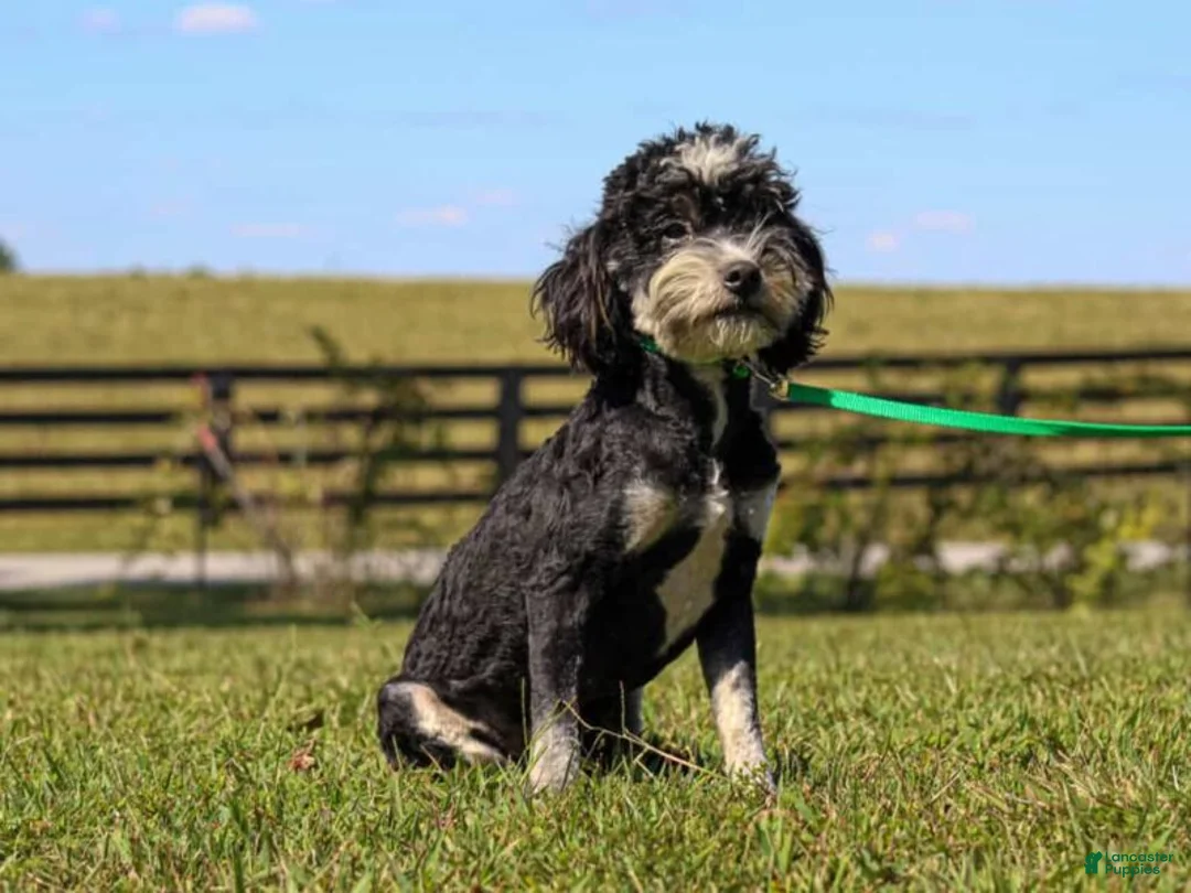 Mini Bernedoodle dogs for sale: Baxter - Ad 1