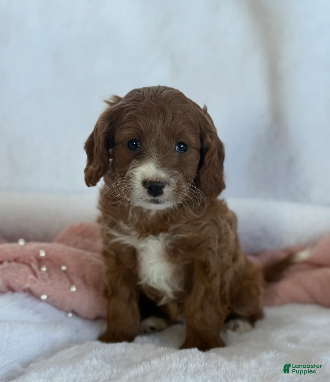 Cavapoo dogs for sale: Aspen  - Ad 1