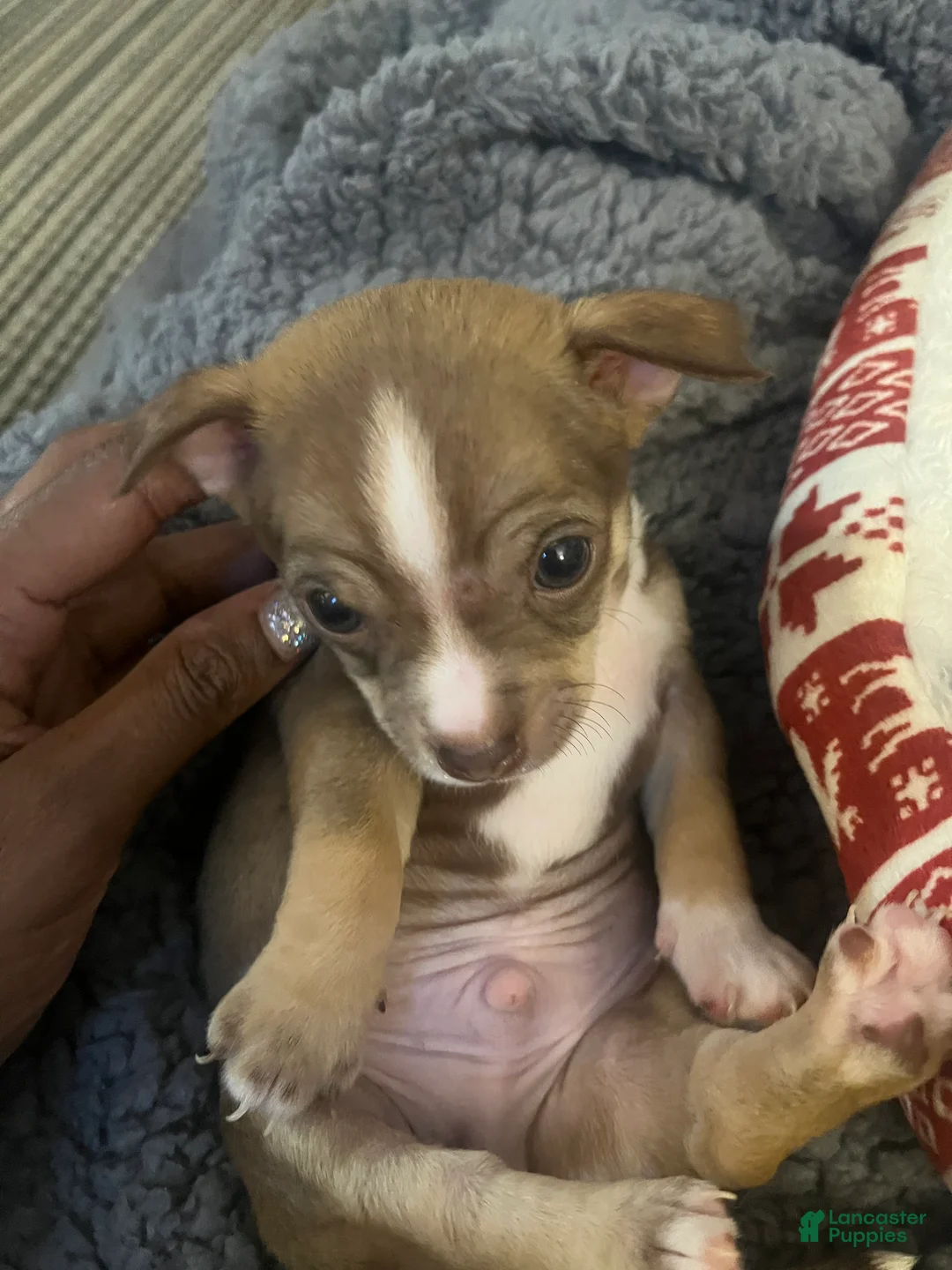 Chihuahua dogs for sale: Chihuahua Puppy 2 - Ad 4