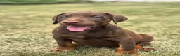 Doberman Pinscher dogs for sale: Athena - Ad 1