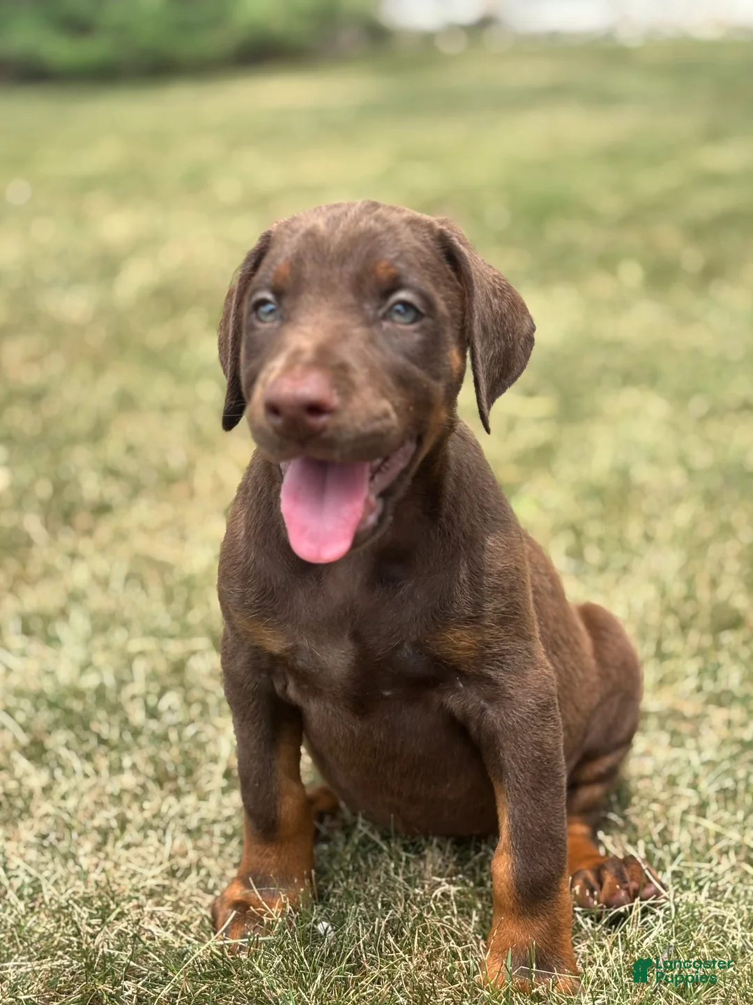 Doberman Pinscher dogs for sale: Athena - Ad 1