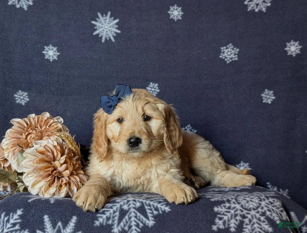Goldendoodle dogs for sale: Faith Standard size Hypoallergenic - Ad 5