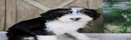 Mini Bernedoodle dogs for sale: Treva - Ad 3