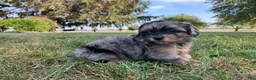 Shihpoo dogs for sale: Marshmallow  - Ad 7