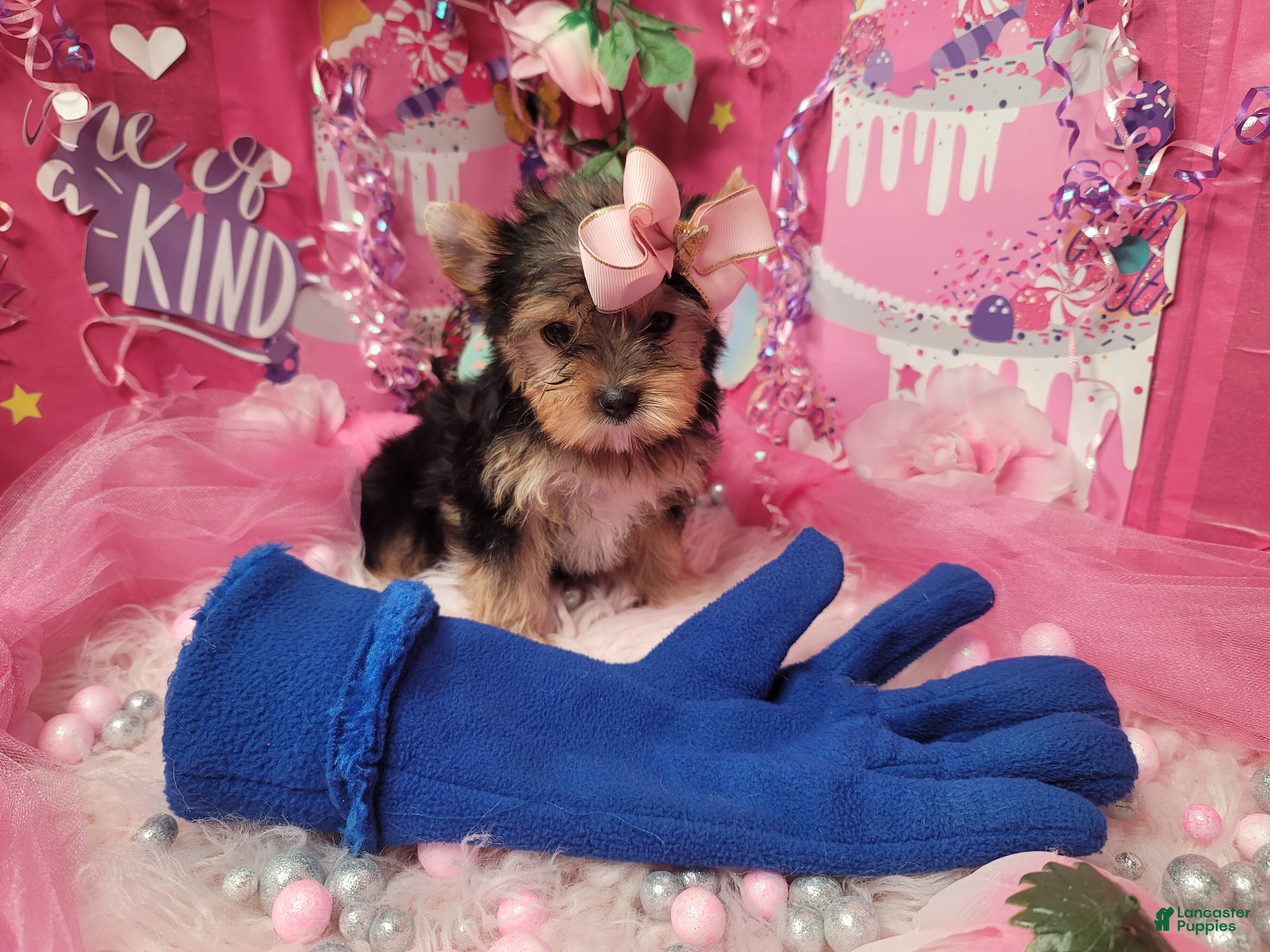 Yorkshire Terrier dogs Loveable - Ad 1