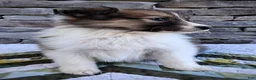 Scotch Collie dogs for sale: Honey - Ad 8