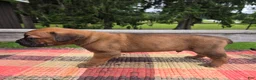 Cane Corso dogs for sale: AKC Vladimir  - Ad 3