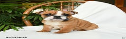English Bulldog dogs for sale: Mayhem - Ad 3