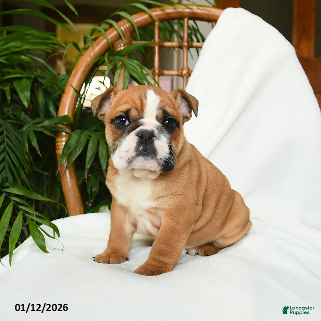 English Bulldog dogs for sale: Mayhem - Ad 8