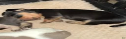 Dachshund dogs for sale: Dachshund Puppy 6 - Ad 6
