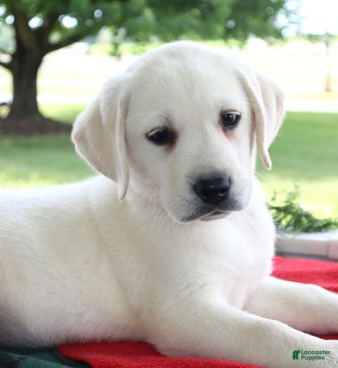 Labrador Retriever dogs Paige - Champ lines - Ad 1