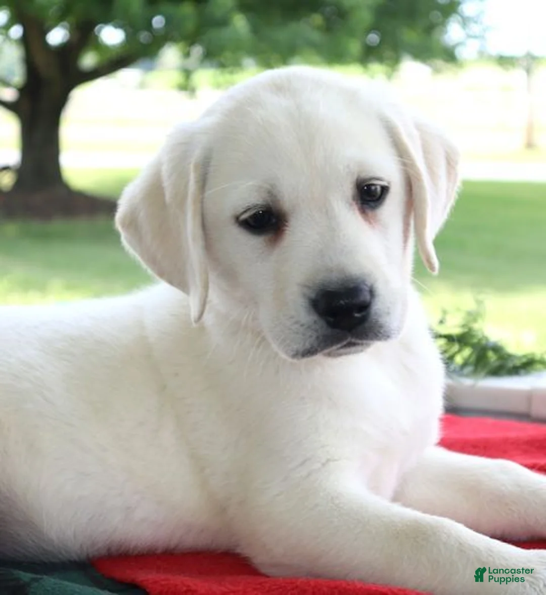 Labrador Retriever dogs for sale: Paige - Champ lines - Ad 1