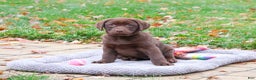 Labrador Retriever dogs for sale: Nutmeg - Ad 4