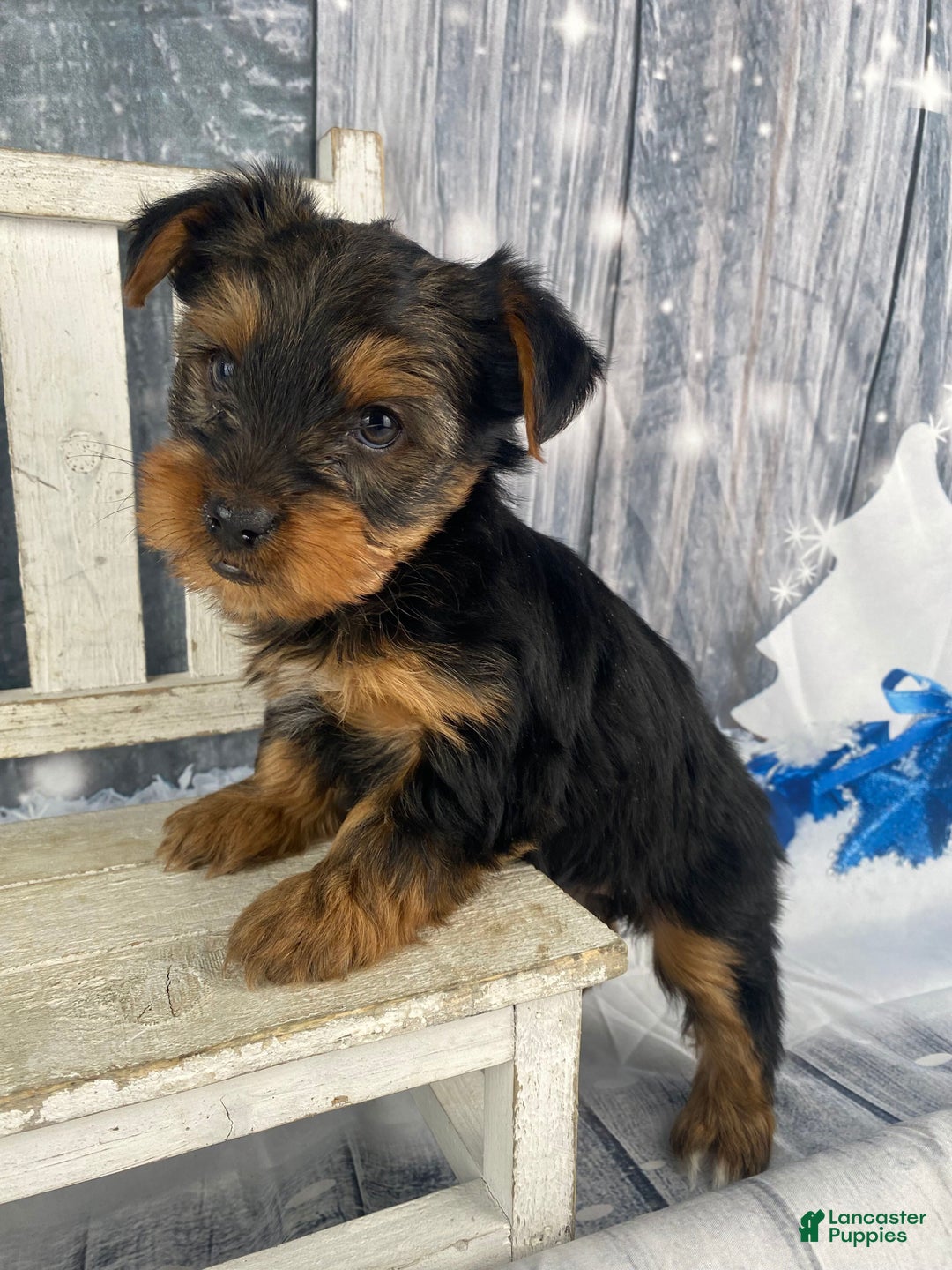 Yorkshire Terrier dogs for sale: Kylie - Ad 12