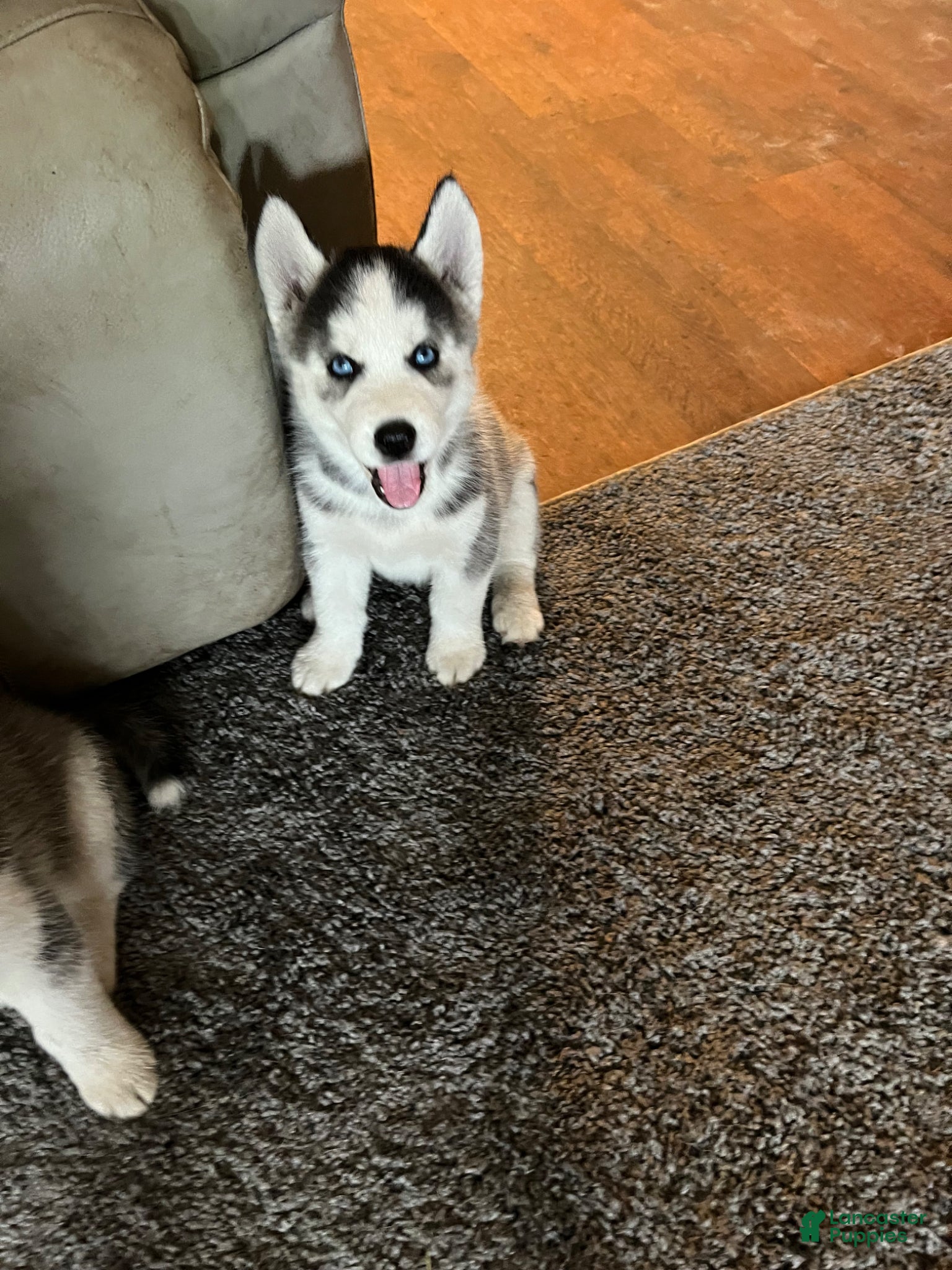 Siberian Husky dogs Siberian Husky Puppy 5 - Ad 5