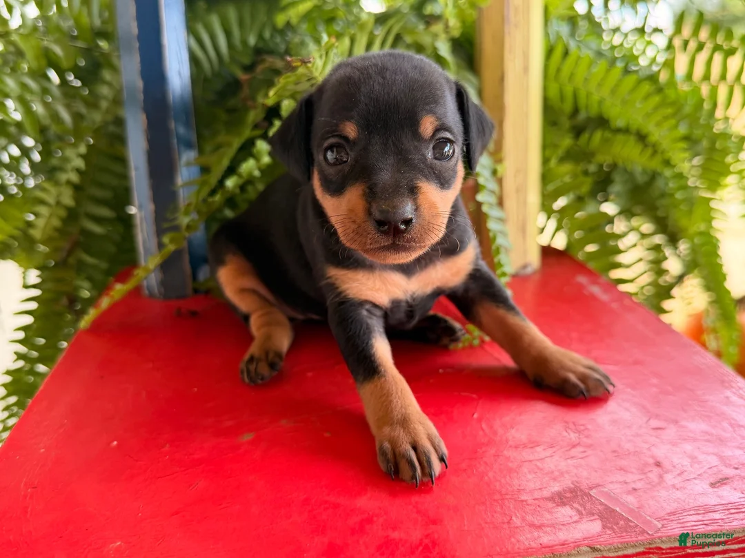 Miniature Pinscher dogs for sale: Mischief  - Ad 1