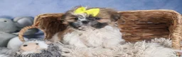 Shih Tzu dogs for sale: BELLA - Ad 5
