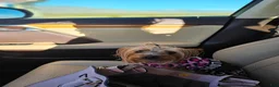Yorkshire Terrier dogs for sale: Yorkshire Terrier Puppy 1 - Ad 8