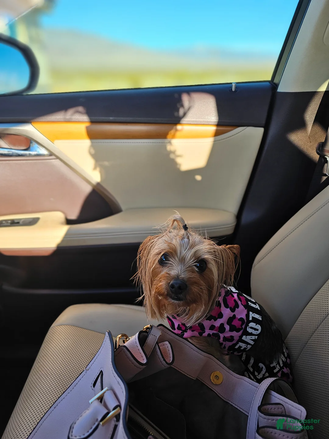 Yorkshire Terrier dogs for sale: Yorkshire Terrier Puppy 1 - Ad 8