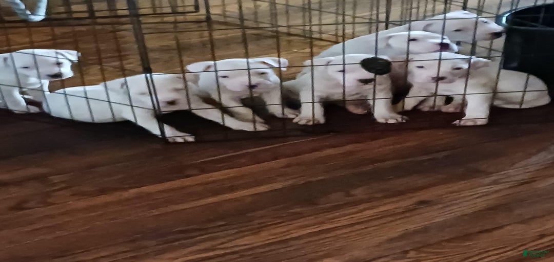 Gallery Image {{count}}