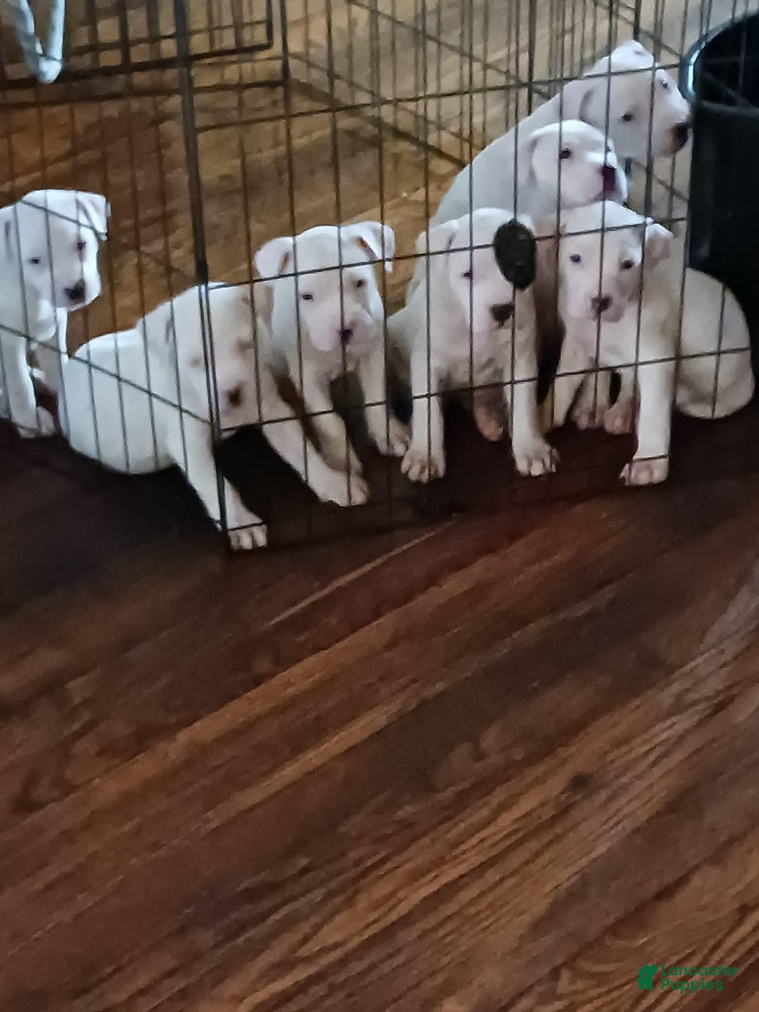 Gallery Image {{count}}