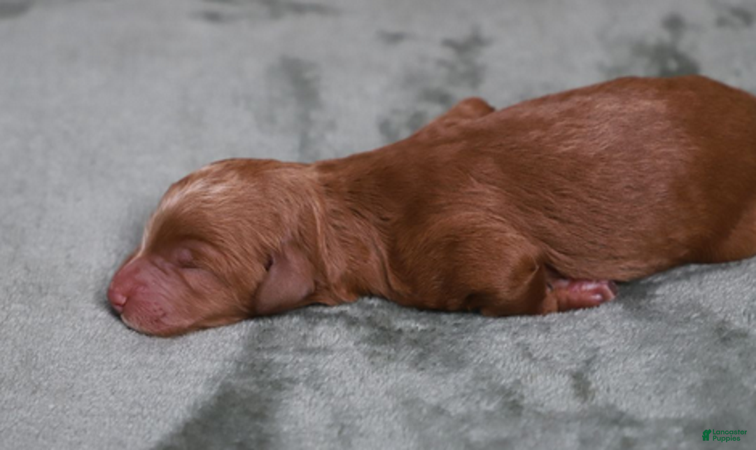 Goldendoodle dogs for sale: Lumi - Ad 5