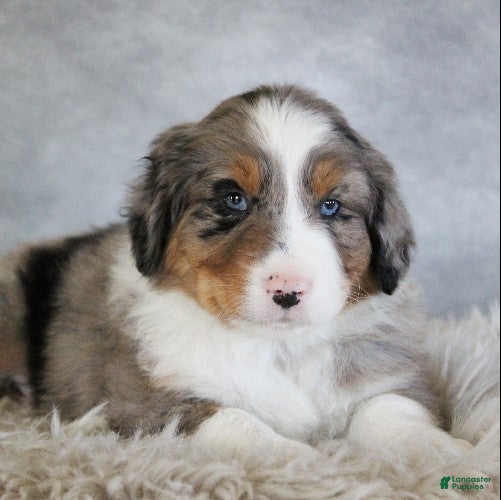 Australian Shepherd dogs Tanner - Ad 7
