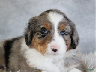 Australian Shepherd dogs Tanner - Ad 21