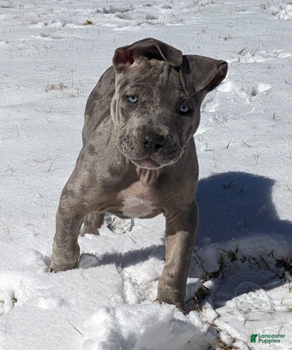 Gallery Image {{count}}