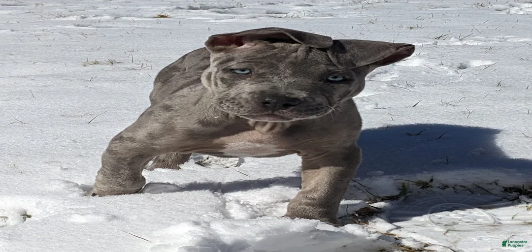 Gallery Image {{count}}