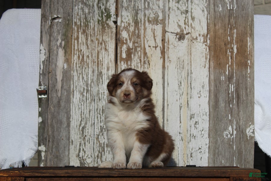 Australian Cattle Dog dogs Myla - Ad 1