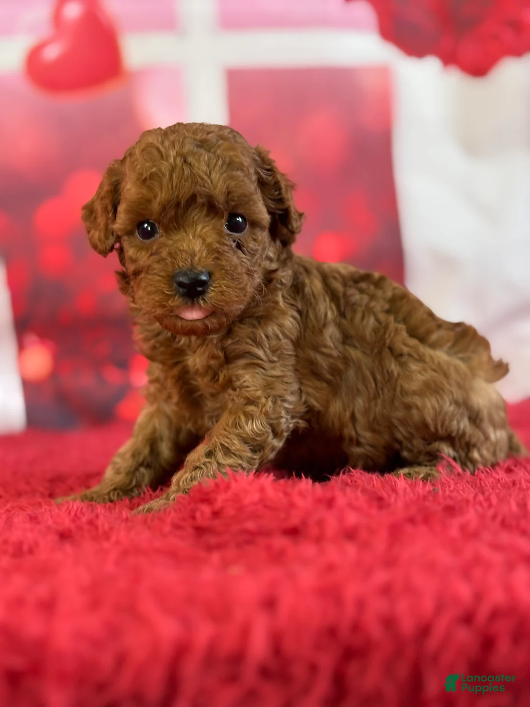 Miniature Poodle dogs for sale: Harley - Ad 2