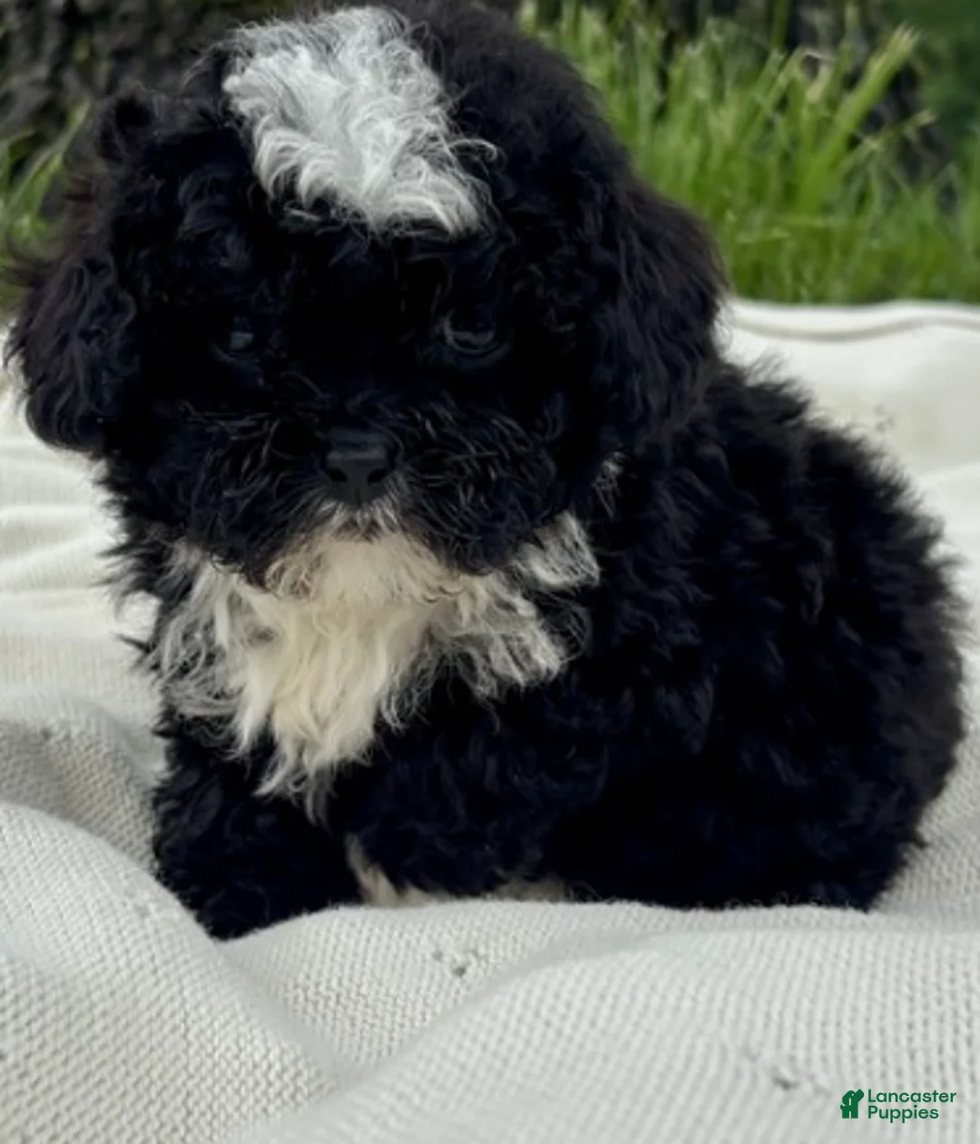 Toy Poodle dogs for sale: Toy Poodle Puppy 1 - Ad 1