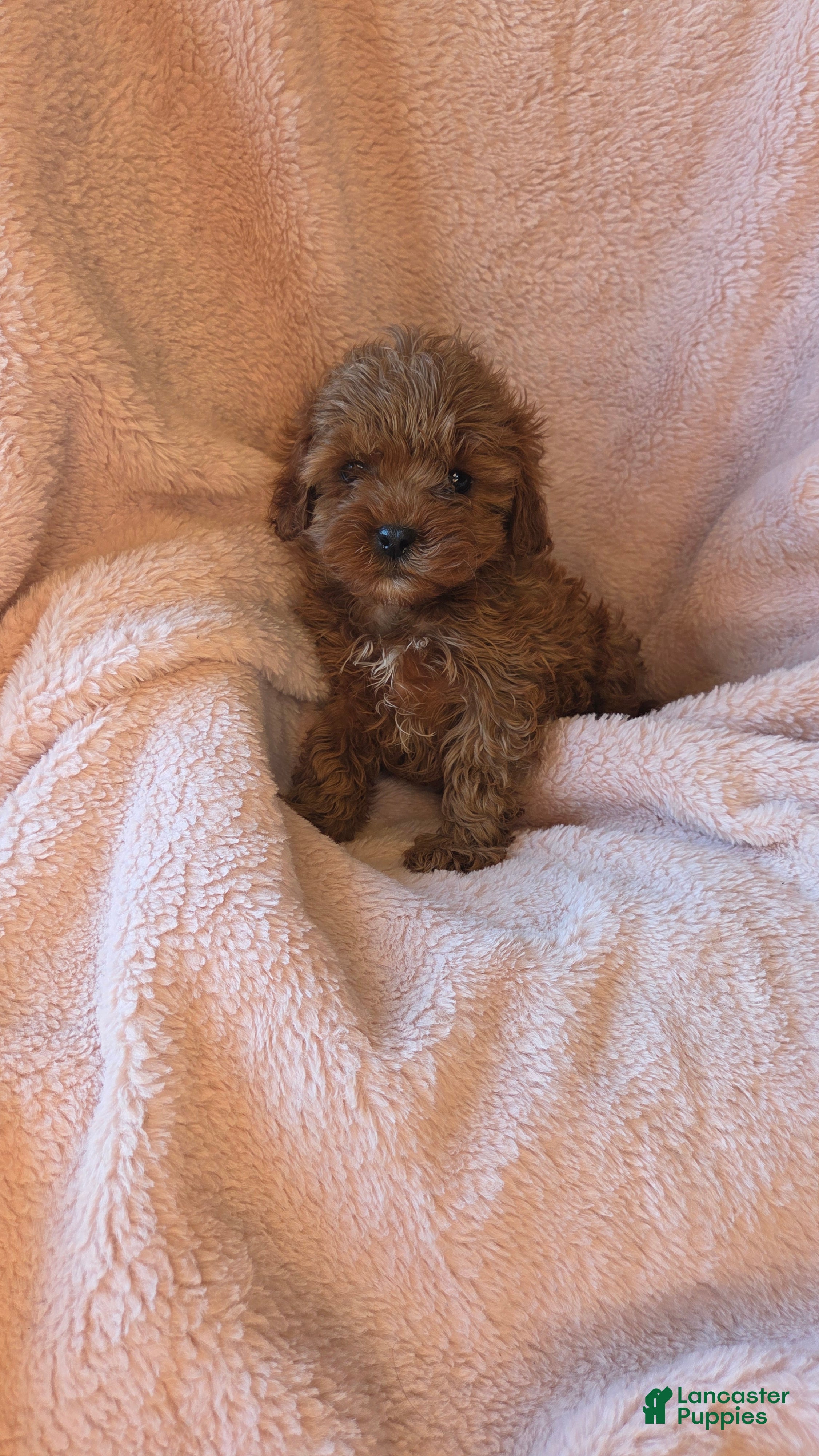 Cavapoo dogs Jasper - Ad 26
