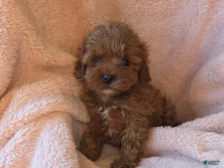 Cavapoo dogs Jasper - Ad 26