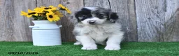 Mini Aussiedoodle dogs for sale: Jewel - Ad 3