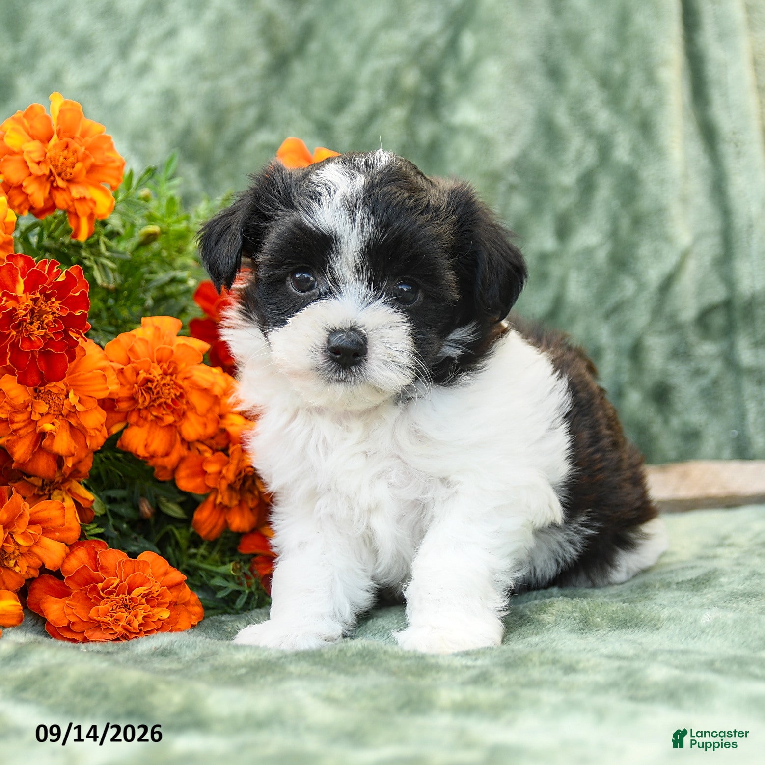 Yochon dogs Chloe - Ad 1