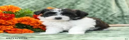 Yochon dogs for sale: Chloe - Ad 1