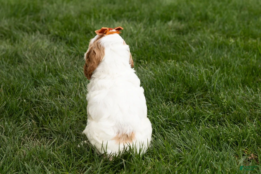 Cockapoo dogs for sale: Jasmine  - Ad 5