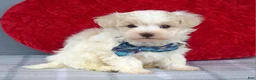 Maltipoo dogs for sale: Caleb  - Ad 8