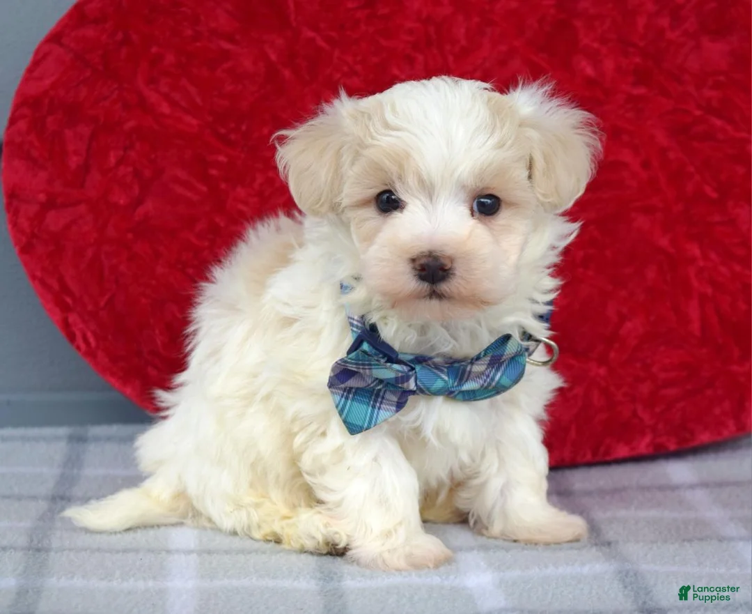 Maltipoo dogs for sale: Caleb  - Ad 8