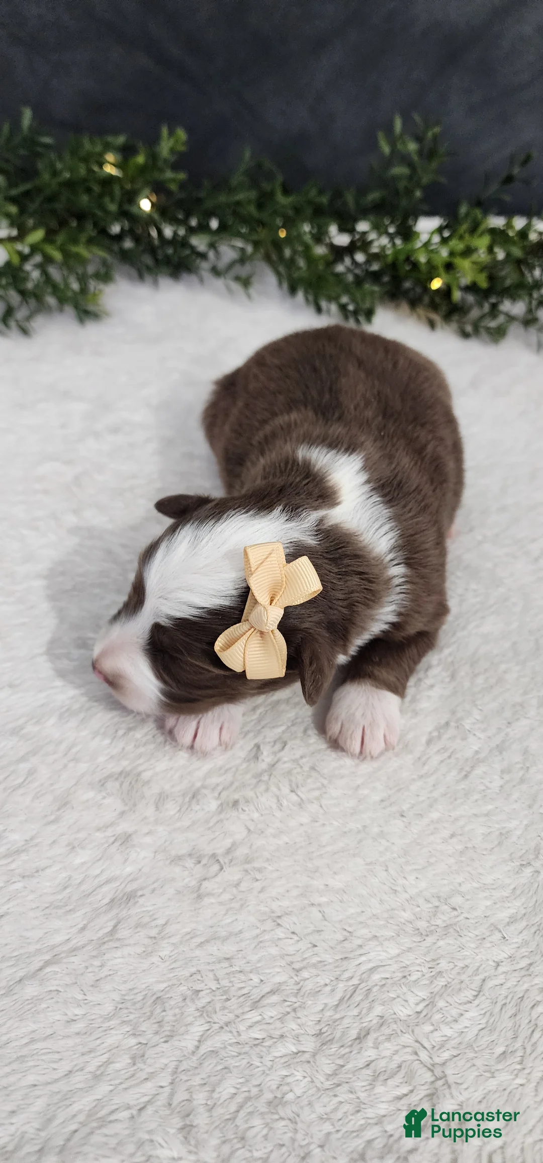 Miniature Australian Shepherd dogs for sale: Kara - Ad 2
