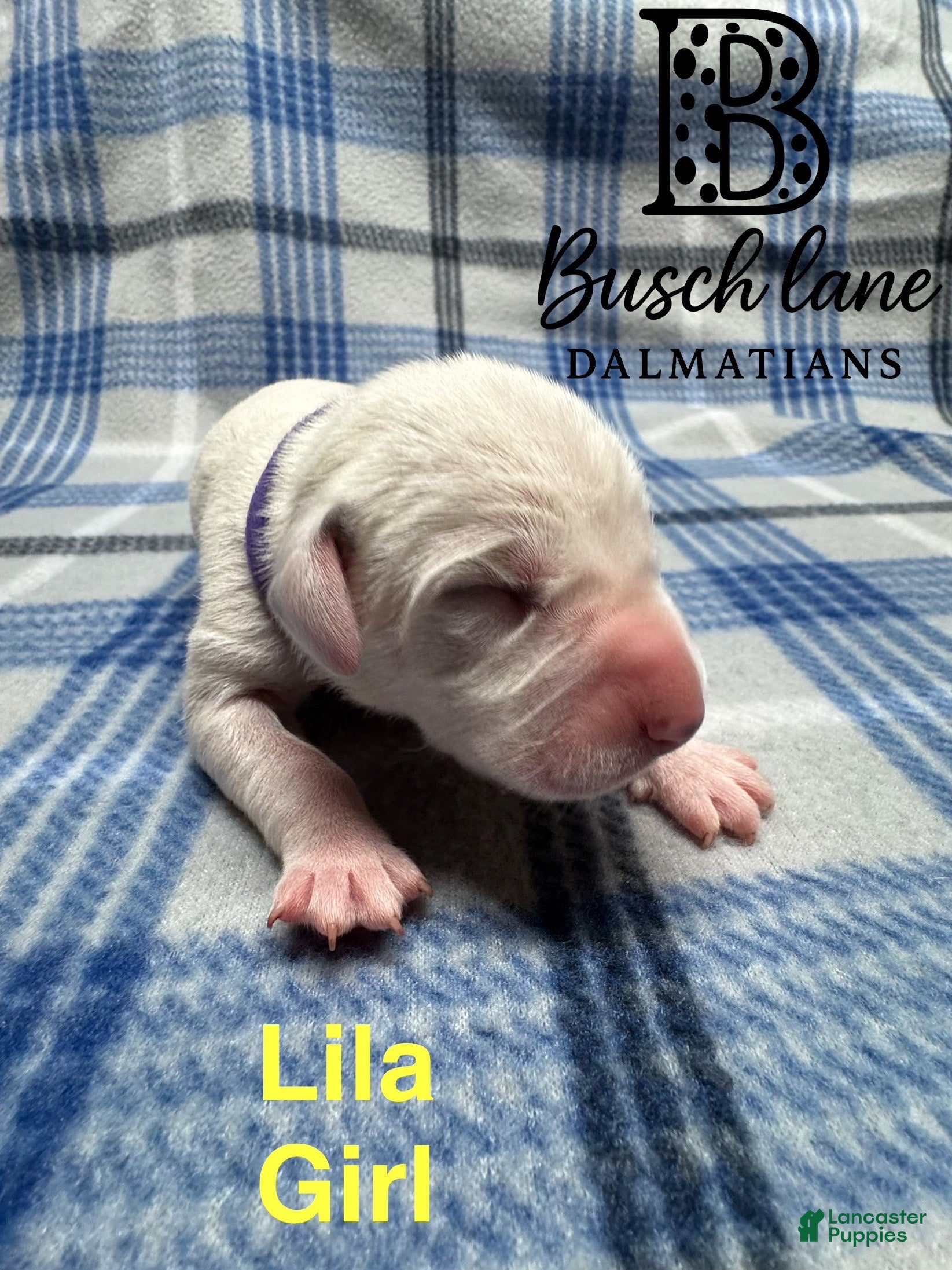 Dalmatian dogs Lila - Ad 16