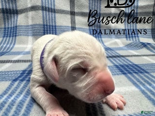 Dalmatian dogs Lila - Ad 5