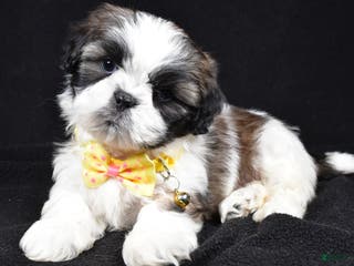 Shih Tzu dogs Harlan - Ad 35