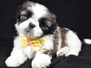 Shih Tzu dogs Harlan - Ad 21