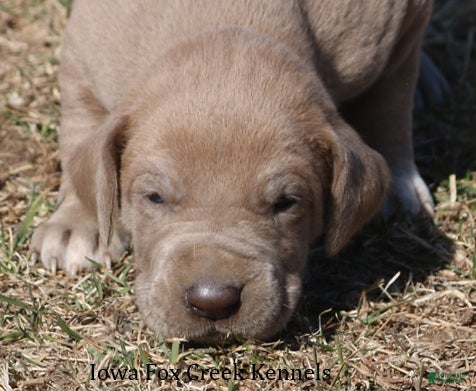 Great Dane dogs Hope - Ad 1