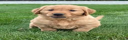 Golden Retriever dogs for sale: Zara - Ad 6