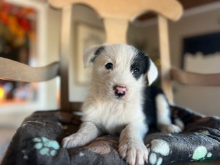 Mixed Breed dogs Paddi - Ad 32